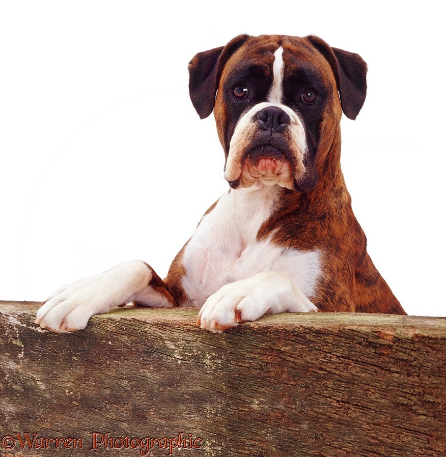 Golden brindle Boxer bitch Hallie with paws up on a fence, white background