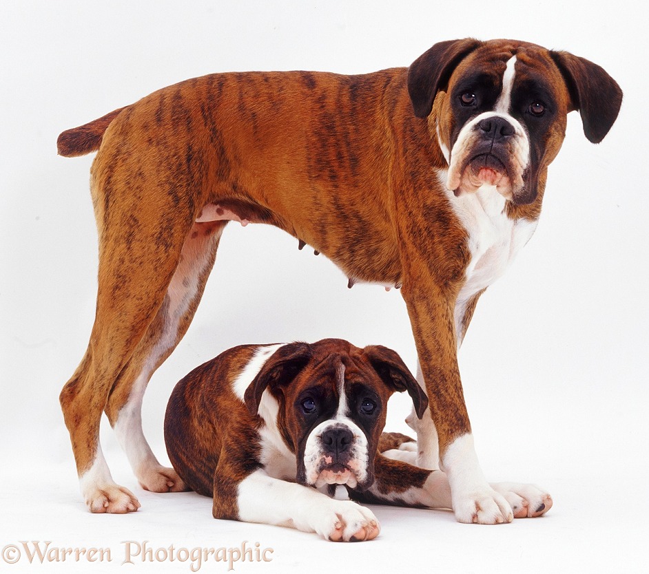 Boxer and pup, white background