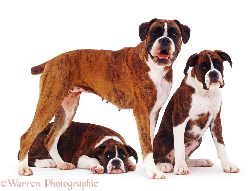 Boxer and pups, white background