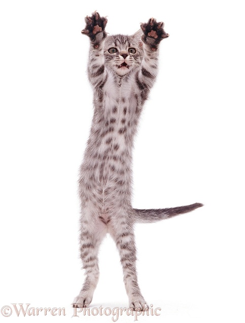 Silver cat dancing, white background