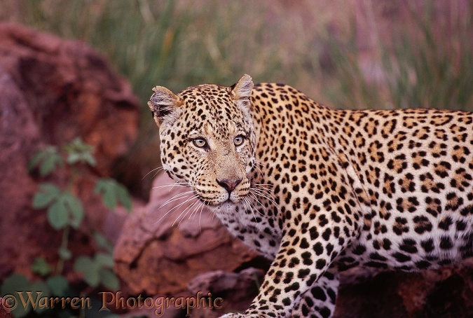 Leopard (Panthera pardus) male