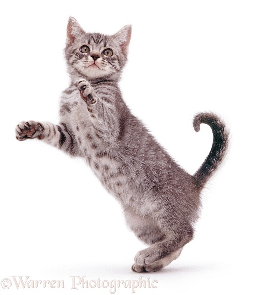 Silver tabby kitten dancing, white background