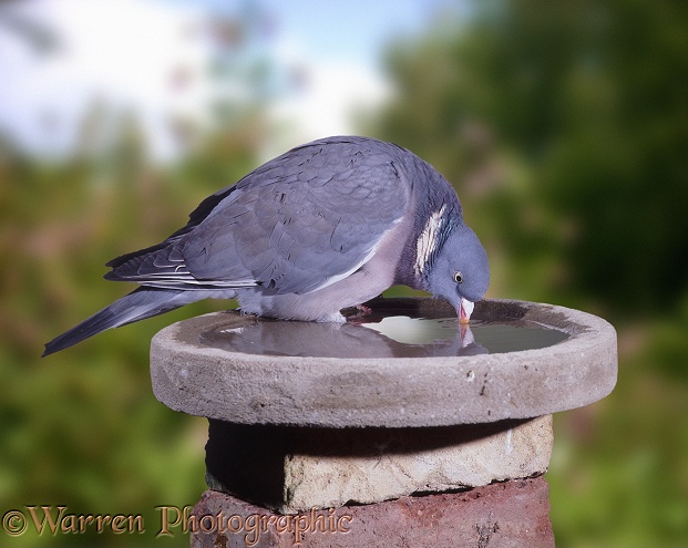 Wood Pigeon (Columba palumbus) drinking from a small birdbath.  Europe
