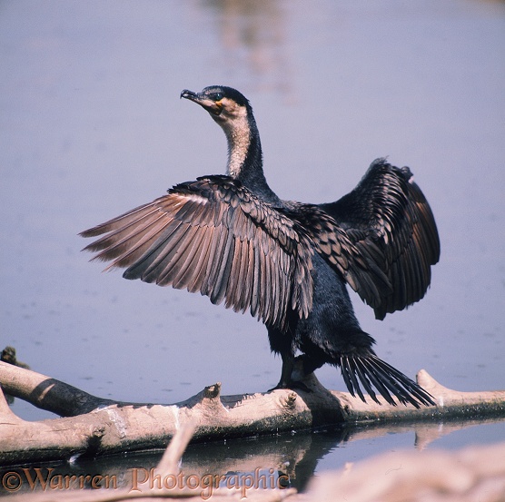 White-breasted Cormorant (Phalacrocorax lucidus) with wings out to dry.  Africa