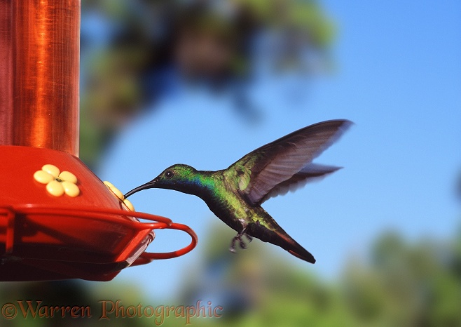 Black-throated Mango Hummingbird (Anthracothorax nigicollis) at nectar feeder.  Americas