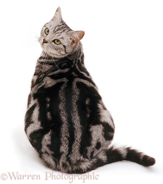 Fat silver tabby cat, looking over his shoulder, white background