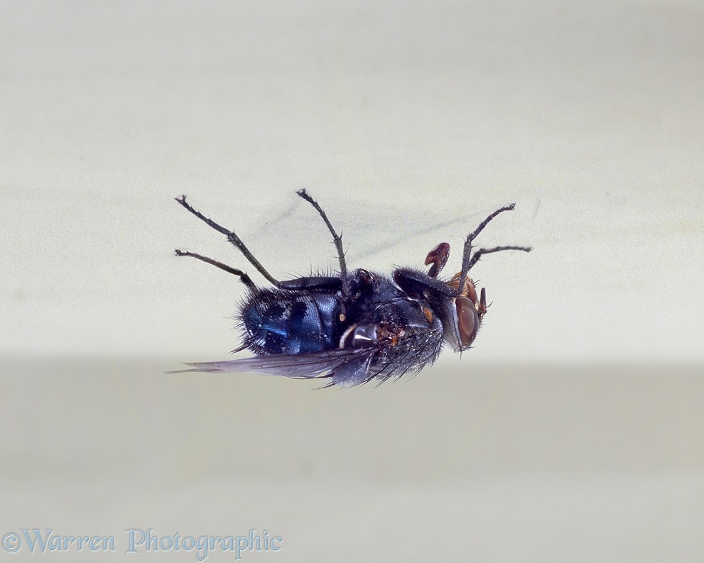 Bluebottle Fly (Calliphora vomitoria) on the ceiling.  Worldwide