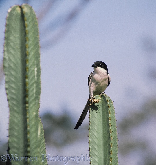 Fiscal Shrike (Lanius collaris) with captured cricket on the top of a Euphorbia.  Africa
