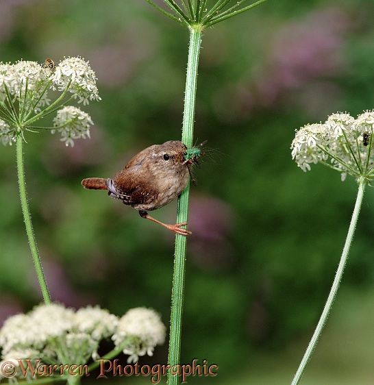 Wren (Troglodytes troglodytes) bringing a caterpillar and other insects to feed to its young.  Europe, North America