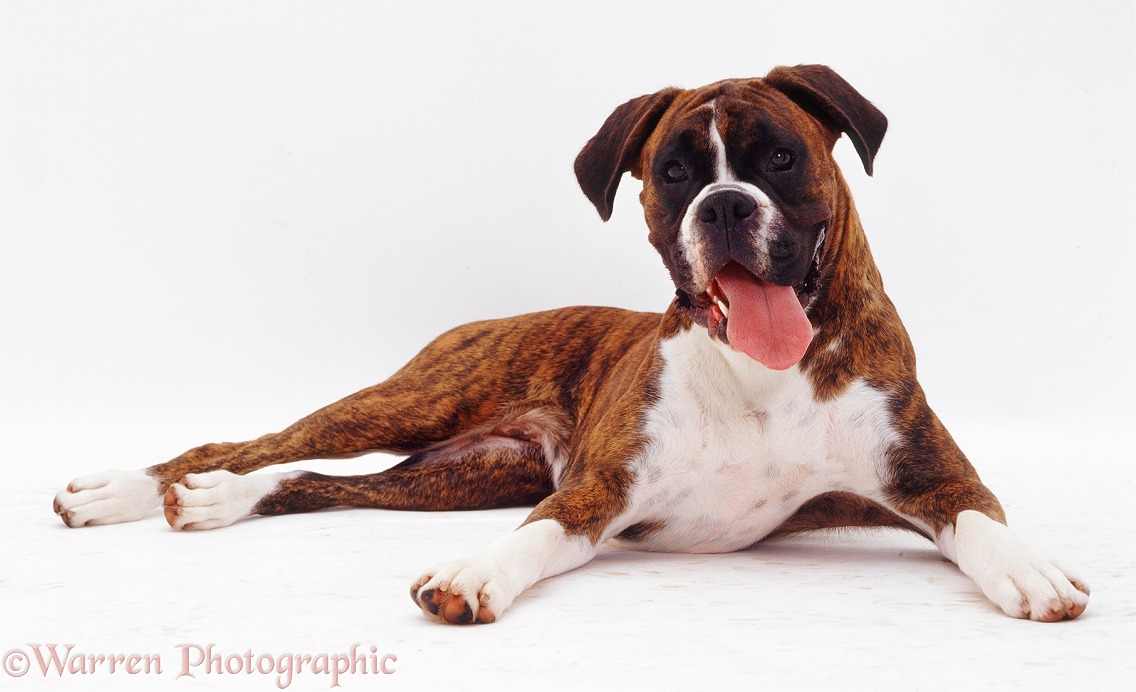 Mahogany brindle Boxer Sophie, 14 months old, white background