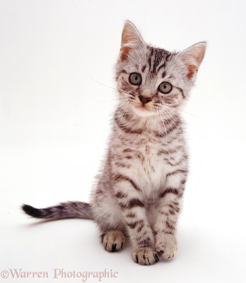 Silver kitten Zap, white background