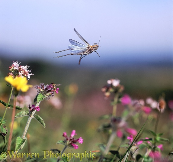 Common Field Grasshopper (Chorthippus brunneus) female in flight.  Europe