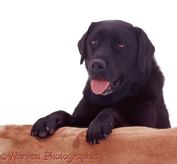 Black Labrador Retriever Murphy with paws on 'wall', white background