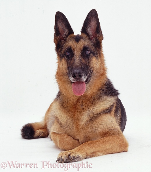 German Shepherd Dog Jet lying down, white background