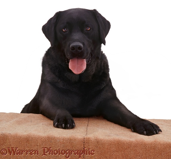 Black Labrador Retriever Murphy with paws on 'wall', white background