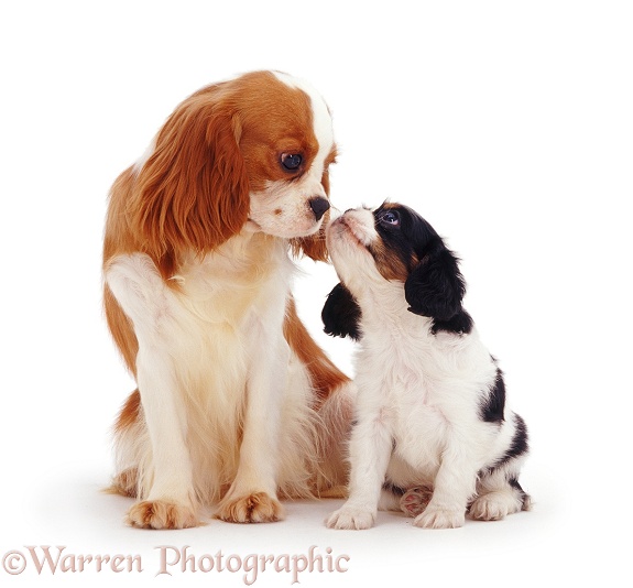 Blenheim Cavalier King Charles Spaniel bitch Poppy with a tricolour pup, 6 weeks old, white background