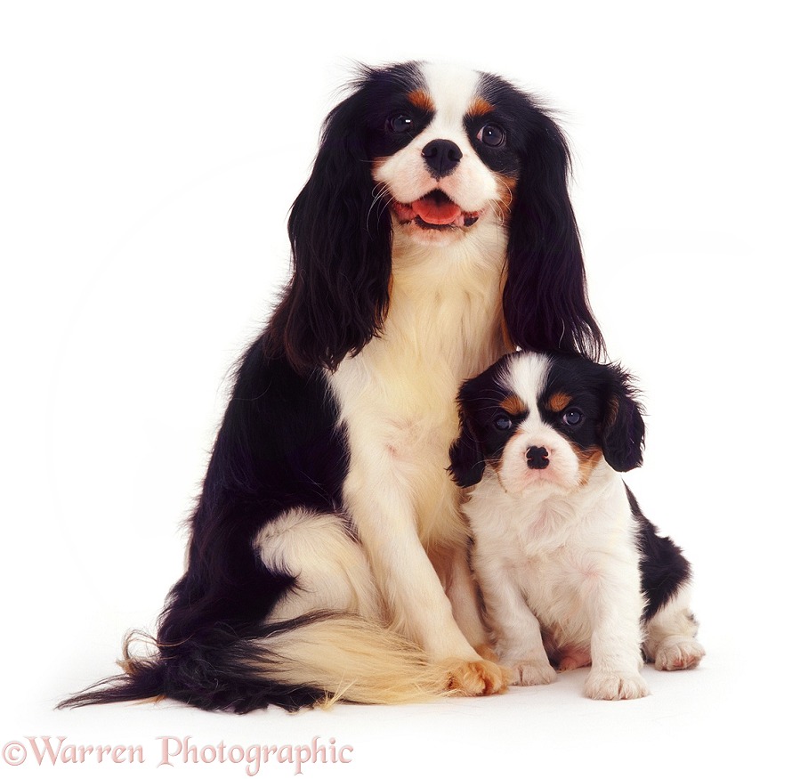 Tricolour Cavalier King Charles Spaniel dog Scooby sitting with one of his pups, white background