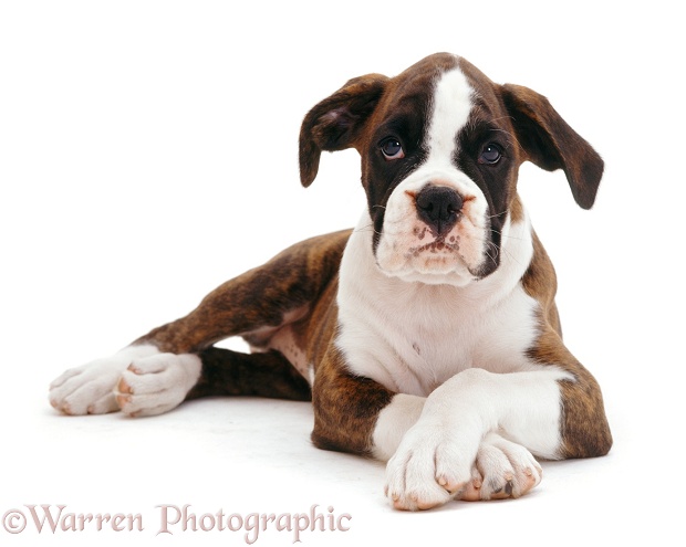 Brindle-and-white Boxer pup Carrey, 9 weeks old, lying down with front paws crossed, white background