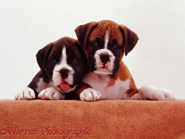 Brindle-and-white Boxer pup Roonie, 7 weeks old, with his red half brother Bradley, 8 weeks old, looking over a "wall", paws over, white background