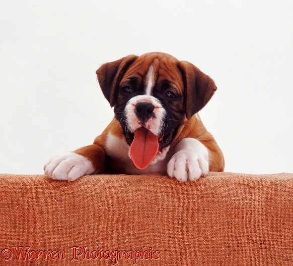 Red Boxer pup Bradley, 8 weeks old, looking over a "wall", paws over, white background