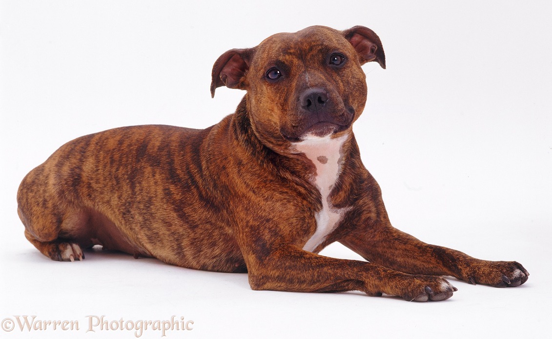 Staffordshire Bull Terrier bitch Blueberry lying, head up, white background