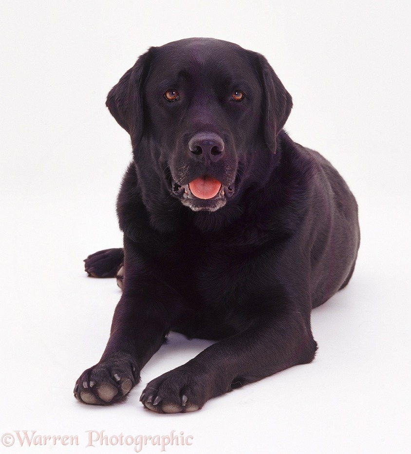 Black Labrador dog Murphy lying, head up, white background