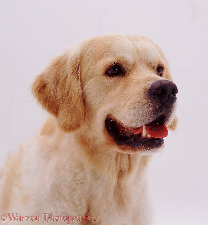 Golden Retriever dog Windsor, 2 years old, white background