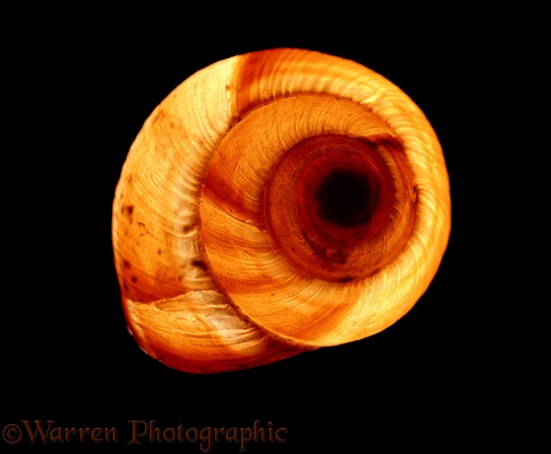 Roman Snail (Helix pomatia) shell seen by transmitted light.  Europe