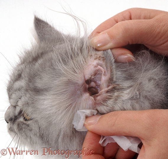 Cleaning a cat's ear, white background