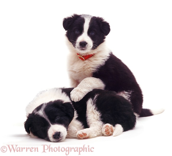 Black-and-white Border Collie pups, white background