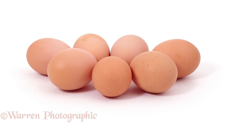 Bantam eggs, white background