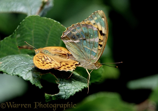 Silver-washed Fritillary (Argynnis paphia) mated pair.  Europe