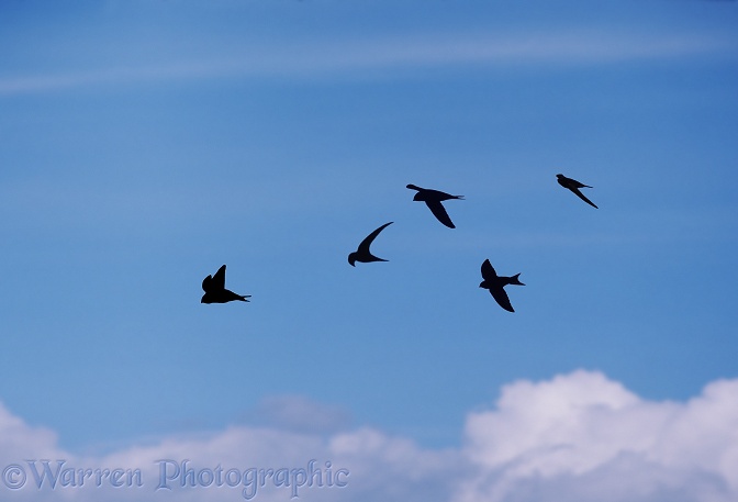 Eurasian Swift (Apus apus) summer flock.  Europe, Africa & Asia