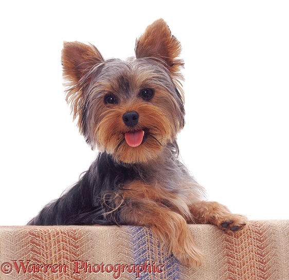 Yorkshire Terrier pup Tira, 6 months old, with her paws up, white background