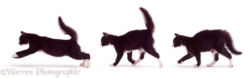 Multiple image of a black-and-white kitten, running with fluffed tail. 14 weeks old, white background