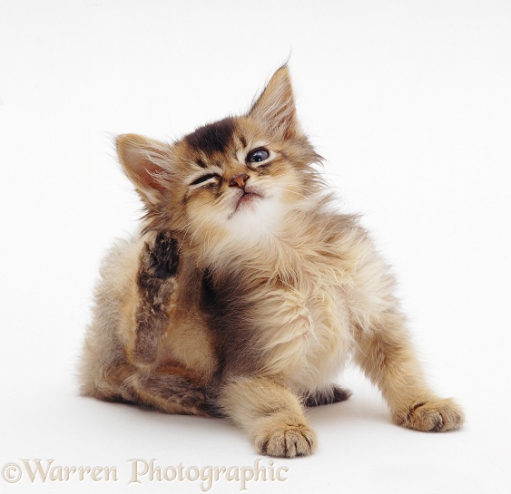 Usual Somali kitten, 7 weeks old, scratching, white background