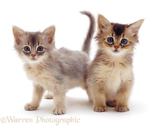 Blue and Usual Somali kittens, 7 weeks old, white background