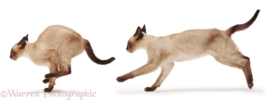Siamese cat running, white background