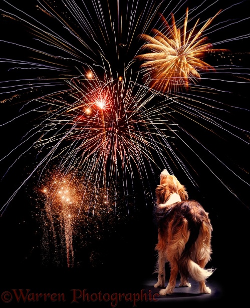 Border Collie dog Bobby watching fireworks