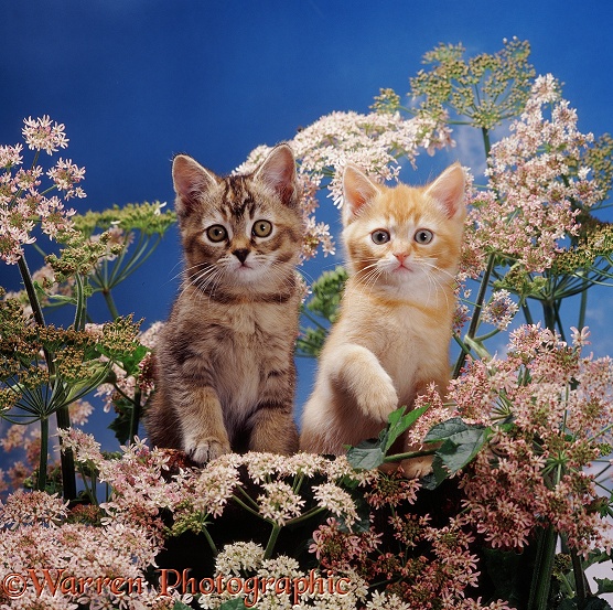 Tabby female and red male 'Burmilla' kittens among flowering Hogweed, with blue sky