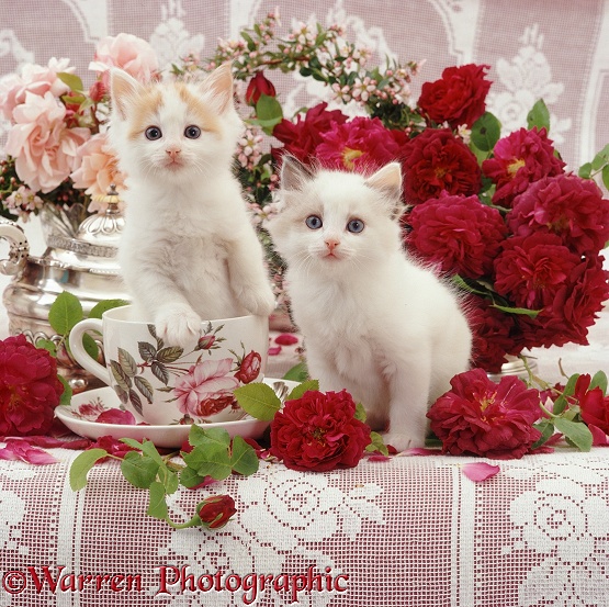 Auburn-and-white fluffy kitten in a large teacup, with his blue-eyed sister, after playing round a bowl of red roses