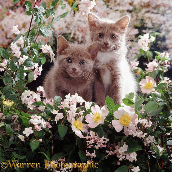 Blue and lilac kittens, 7 weeks old, with flowering Deutzia rosea and wild roses