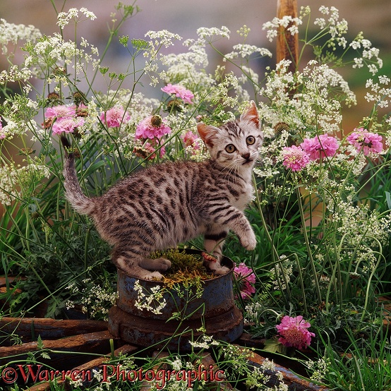 Silver spotted kitten Zeppelin, 9 weeks old, on the hub of an old wagon wheel. With flowering Hedge Parsley and Scabious