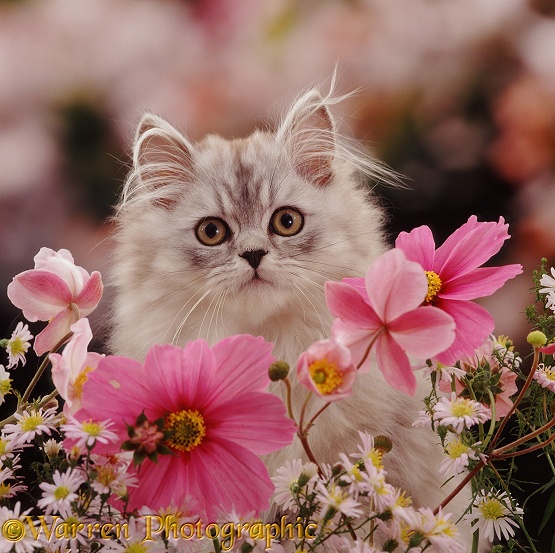 Silver tabby Persian kitten, Cosmos, among Michaelmas Daisies and Japanese Anemones
