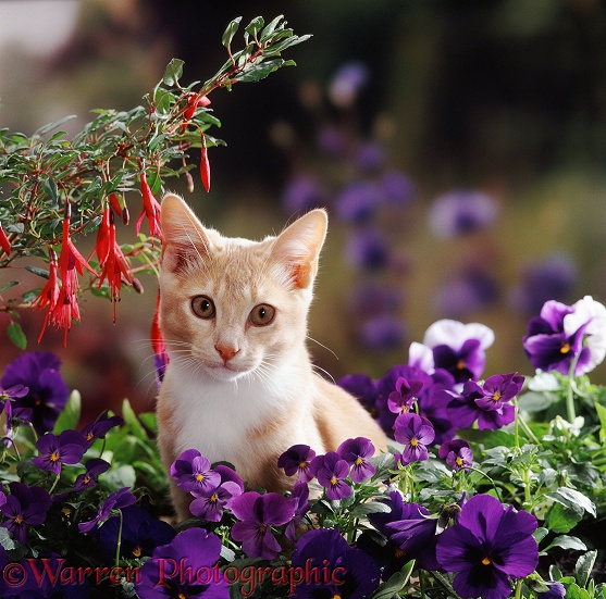 Cream Burmese kitten among purple pansies and fuchsias