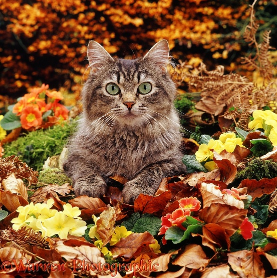 Longhair tabby cat, Mandy, among primulas and autumnal beech leaves