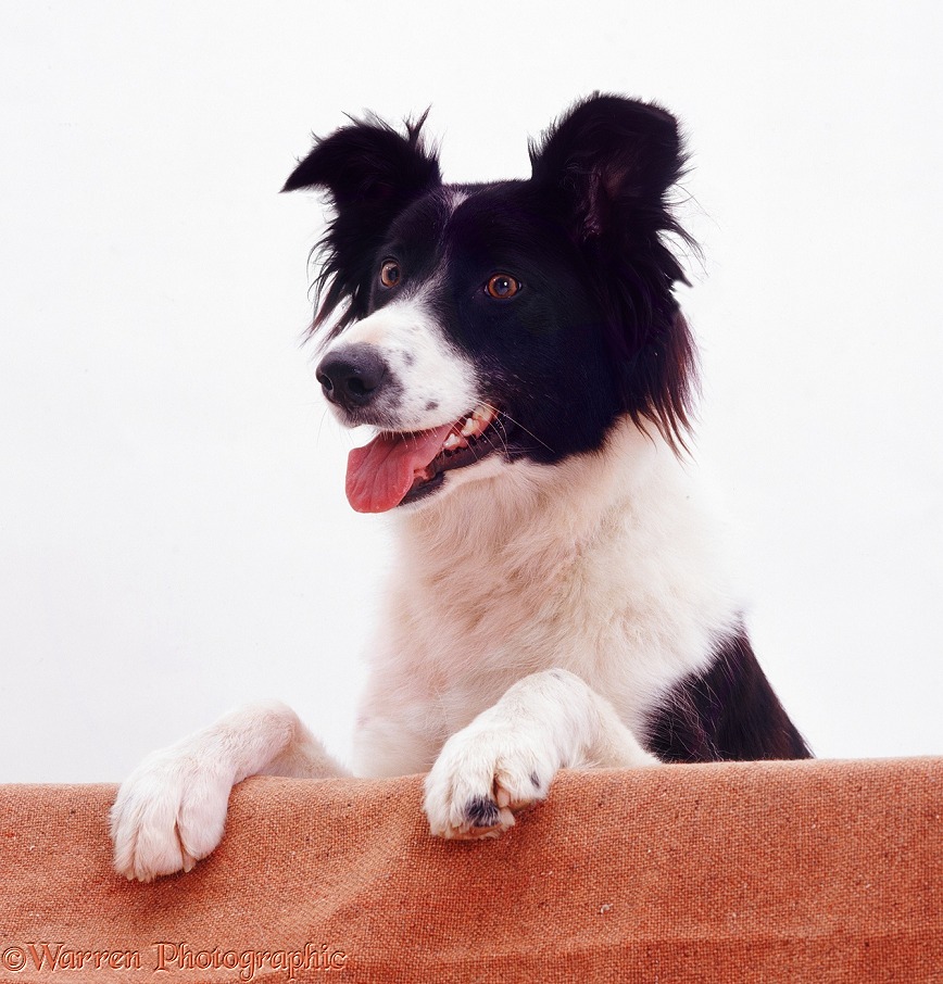 Border Collie bitch Phoebe with paws up, white background