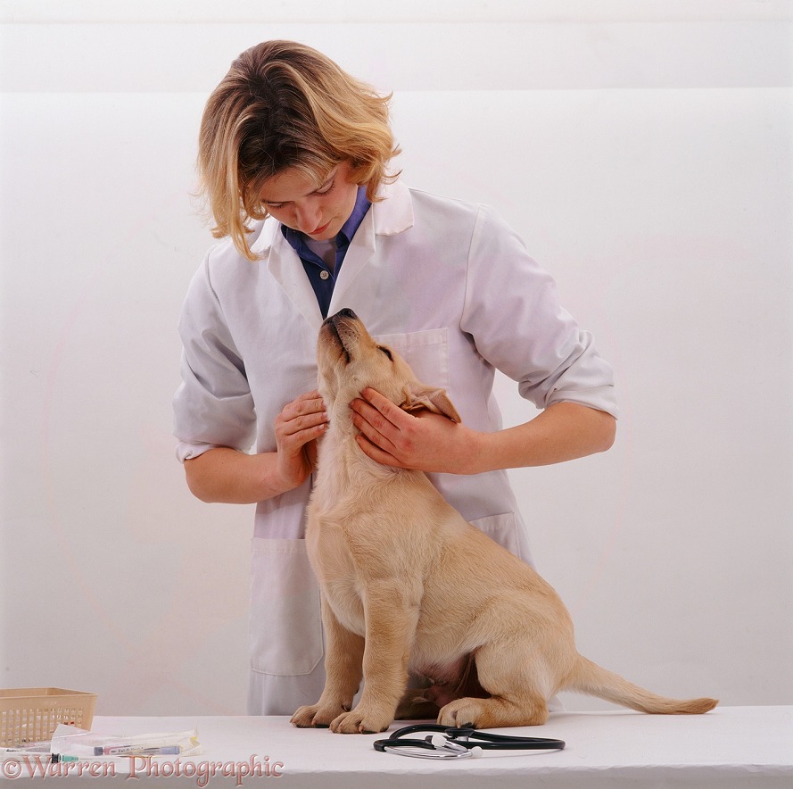 Vet examining a 9-week-old Yellow Labrador puppy before his primary vaccination; feeling his neck glands, white background