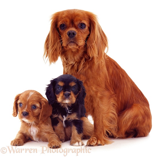 Cavalier King Charles Spaniel mother and pups, white background