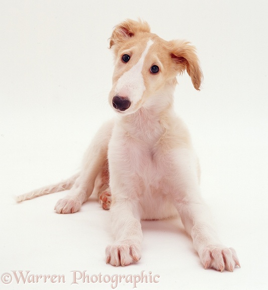 Borzoi pup Aloyisous, 10 weeks old, white background